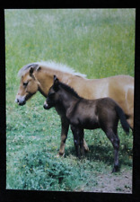 Postkarte pferd pferde gebraucht kaufen  Limburg