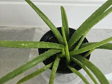 aloe plant for sale  LEICESTER