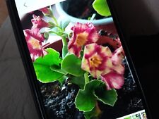Primula aricula noele for sale  LIVERSEDGE