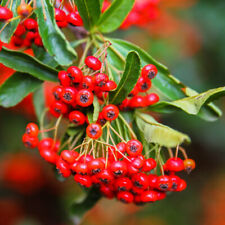 Pyracantha red cushion for sale  NEWTOWNARDS