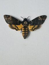 death head moth for sale  SUNBURY-ON-THAMES