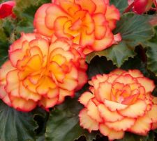 Lrg begonia golden for sale  STOCKPORT