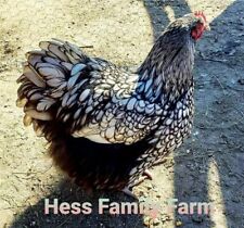 Silver laced english for sale  Century