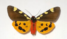 ARCTIA (Pericallia)MATRONULA **** male****POLAND for sale  Shipping to South Africa