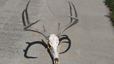 Big whitetail deer for sale  Russell Springs