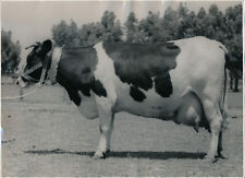 1950 vaches veaux d'occasion  Ballon