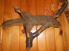 Fox squirrel mounted for sale  Sigel