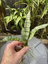 Snake plant dracaena for sale  Miami