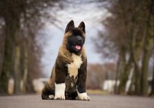 American akita puppy for sale  SELBY