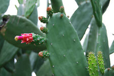 Miniature Prickly Pear Cactus Succulent Terrarium, Rock, or Fairy Garden EZ Care for sale  Palm Bay