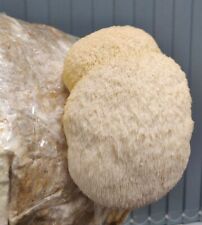 Lions mane liquid for sale  DUNDEE