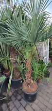 6ft palm tree for sale  SHEFFIELD