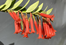 Macleania floribunda neotropic d'occasion  Expédié en Belgium