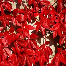 Virginia creeper vine for sale  Shipping to Ireland