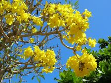 Tabebuia aurea yellow for sale  Walterboro