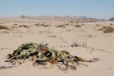 Welwitschia Mirabilis * Welwitschia Namibia Can Grow 2000 Years * Rare Seeds, used for sale  Shipping to South Africa