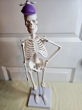 Anatomical anatomy human for sale  Medina