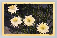 AZ-Arizona, Night Blooming Cereus, Flowers, Antique, Vintage Souvenir Postcard for sale  Shipping to South Africa