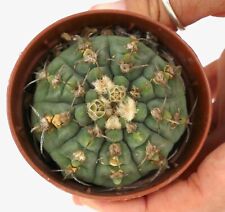 Used, Gymnocalycium Vatteri nudum selected BG4 no variegated for sale  Shipping to South Africa
