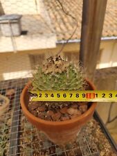Obregonia Denegrii 18 years old plant, 8.5 cm in diameter. for sale  Shipping to South Africa