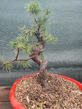 Bonsai pino silvestre usato  Isernia