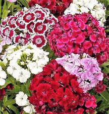 Sweet william dianthus for sale  USA