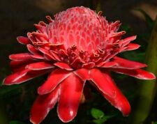 Red torch ginger for sale  STOKE-ON-TRENT