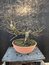 Pre bonsai olmo usato  Montevarchi