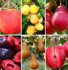 Mini hardy orchard for sale  ROCHESTER