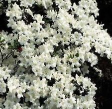 Azalea japonica snow for sale  Shipping to Ireland