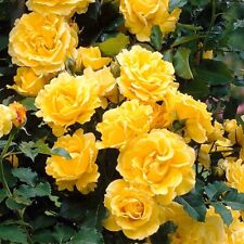 Climbing rose golden for sale  MARCH