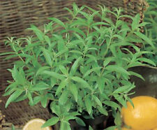 Verbena lemon aloysia for sale  UK