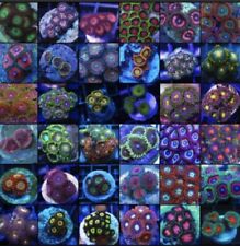 Pack zoas zoanthids for sale  Flushing