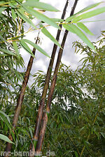 Bambus phyllostachys sorten gebraucht kaufen  Windeck