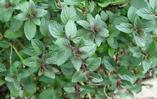 Chocolate mint seeds for sale  Shipping to Ireland