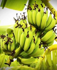 Pianta banano wild usato  Montichiari