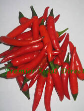 Hot chilli pepper for sale  SALISBURY