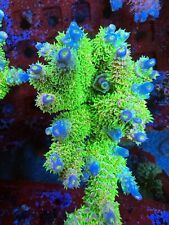 Thirstysreef acropora coral for sale  Los Angeles