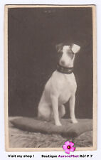 CHIEN JACK RUSSEL EN POSE ASSIS SUR UN COUSSIN, DOG, ANIMAL, TIRAGE 1912 -P7 d'occasion  Expédié en Belgium