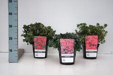 Japanische azalee rhododendron gebraucht kaufen  Wurzen