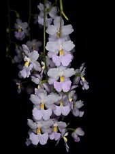 Orchid species cuiltauzina for sale  Sacramento