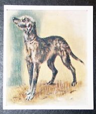 Scottish deerhound puppy for sale  DERBY