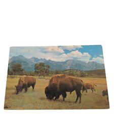 Postcard buffalo bison for sale  Arnold