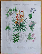 Drapiez Original Print Folio Botany Dyckia Begonia - 1833 for sale  Shipping to South Africa