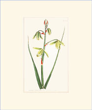 Larger Albuca: Antique hand-coloured botanical copper engravi for sale  Shipping to South Africa