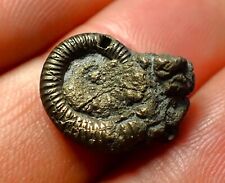 Crucilobiceras pyrite ammonite for sale  BRISTOL