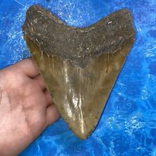 megalodon teeth for sale  Charlotte