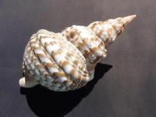Used, Large Triton Trumpet Seashell Charonia Variegata 11" for sale  Shipping to South Africa