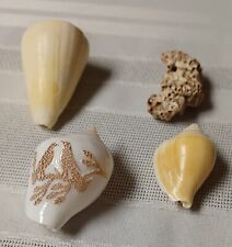 Vintage Conus Seashell Scrimshaw Carved Birds, Sea Shell Lot Of 4 Misc Shells. , used for sale  Shipping to South Africa
