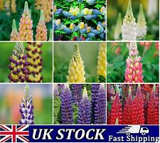 Lupin flower seeds for sale  Shipping to Ireland